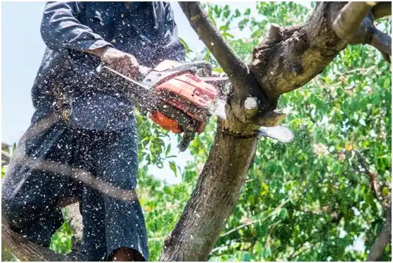 tree services Juneau